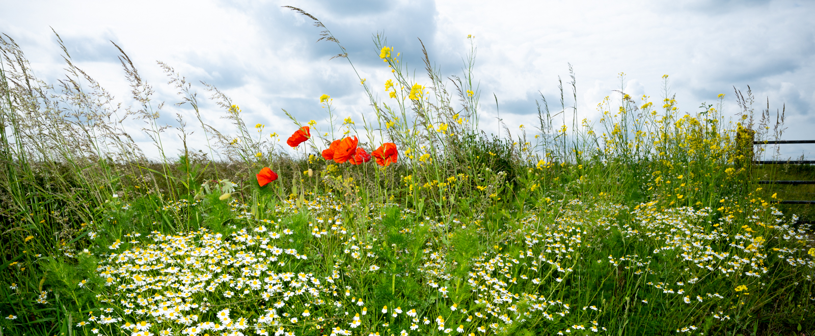 FOTO 7: ISO100/F11/s1/250_[Bp26 mm/Lens16-35mm