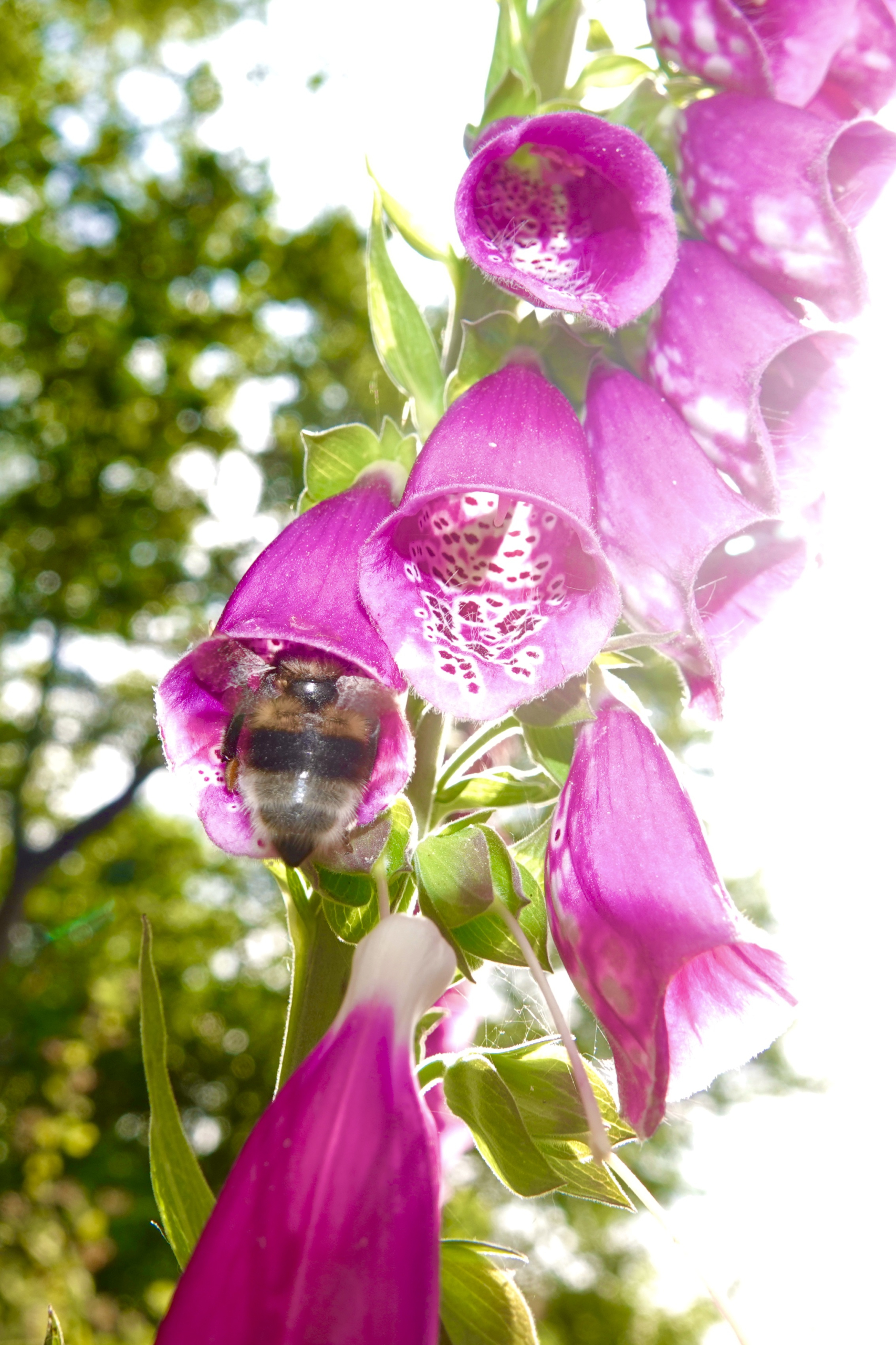 FOTO 11: ISO64/F4.0/s1/200_[Bp25 mm/LensSony 24-600mm F 2.4-4.0